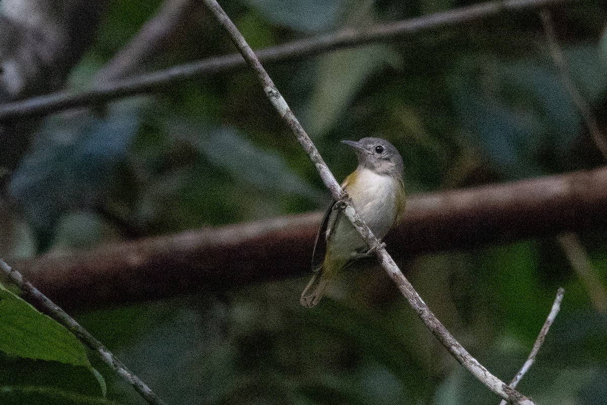 Lesser Greenlet - ML643139170