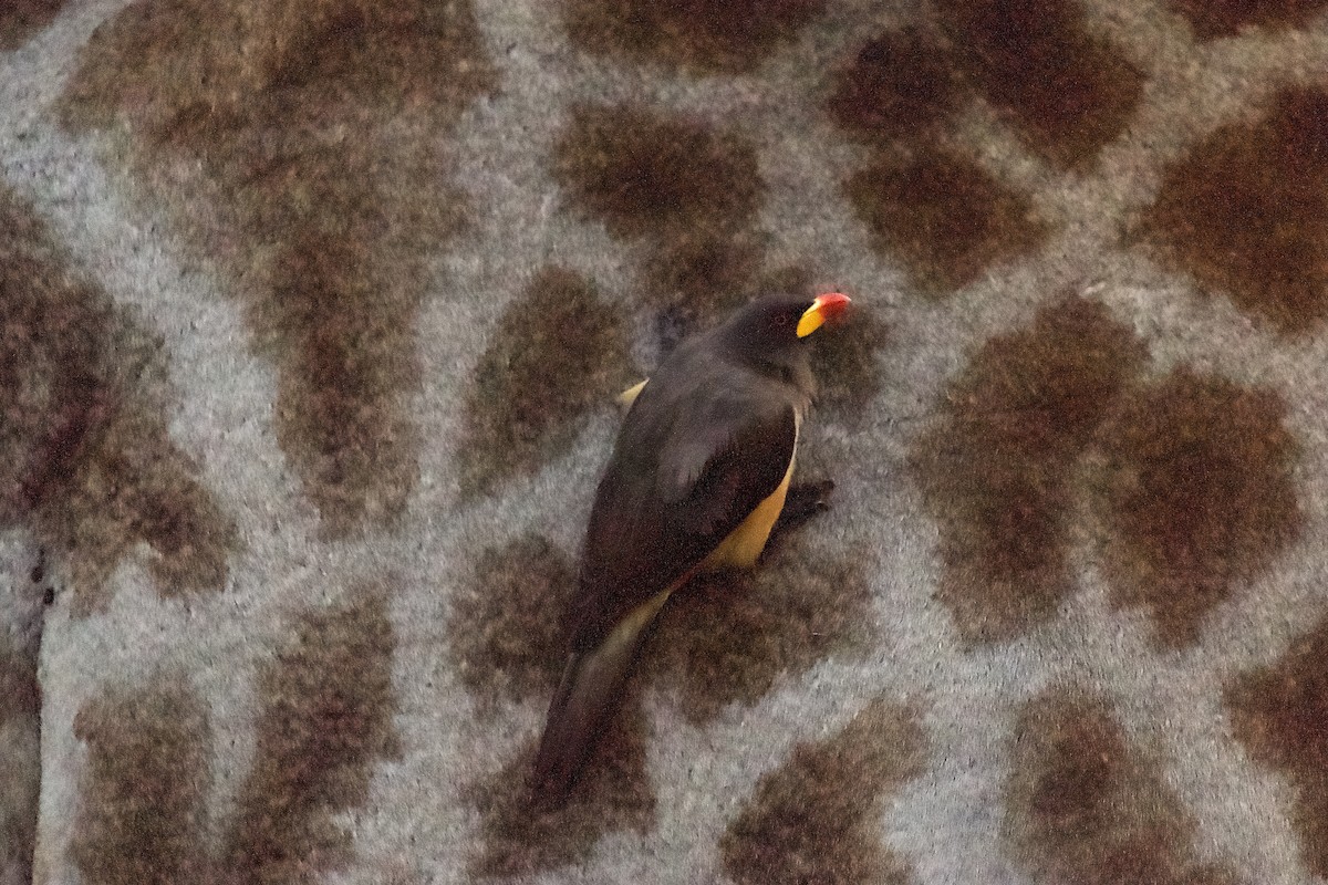 Yellow-billed Oxpecker - ML643139177