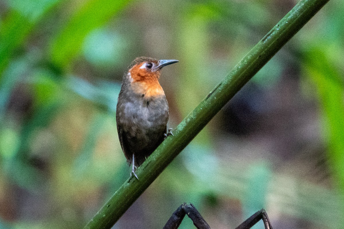 Song Wren - ML643139178