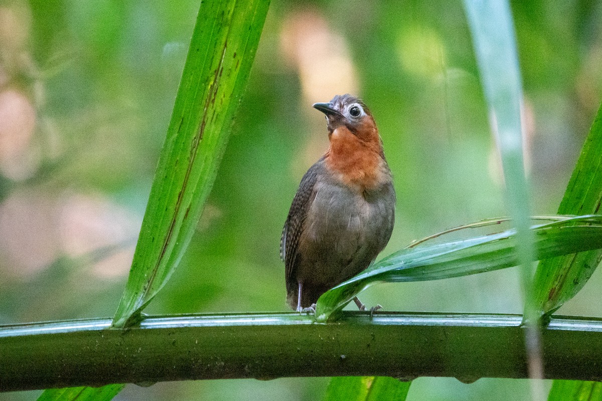 Song Wren - ML643139180