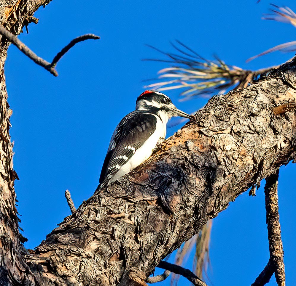 Hairy Woodpecker - ML643139186