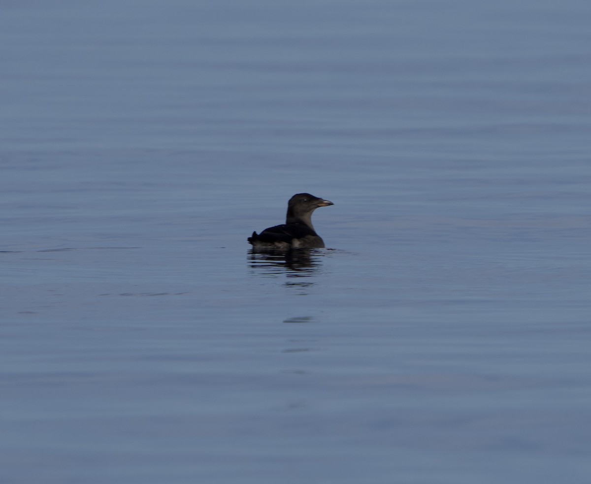 Rhinoceros Auklet - ML643139220