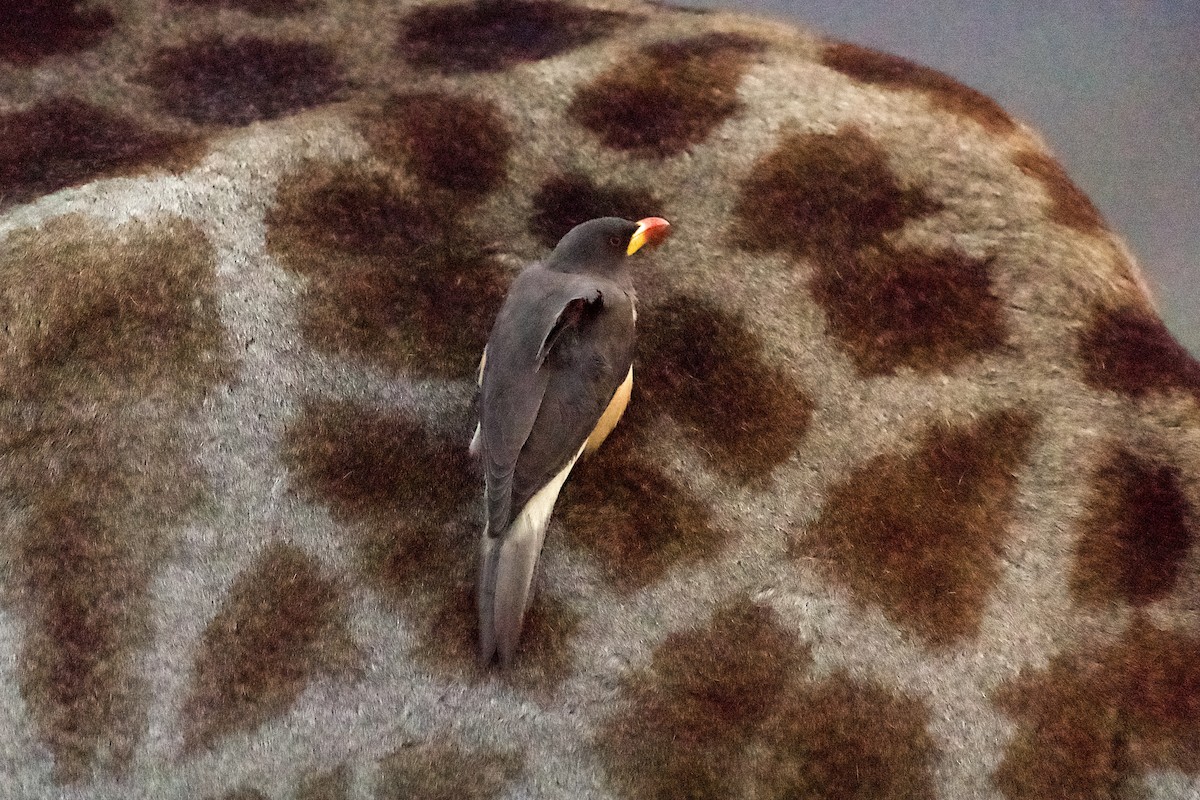 Yellow-billed Oxpecker - ML643139244