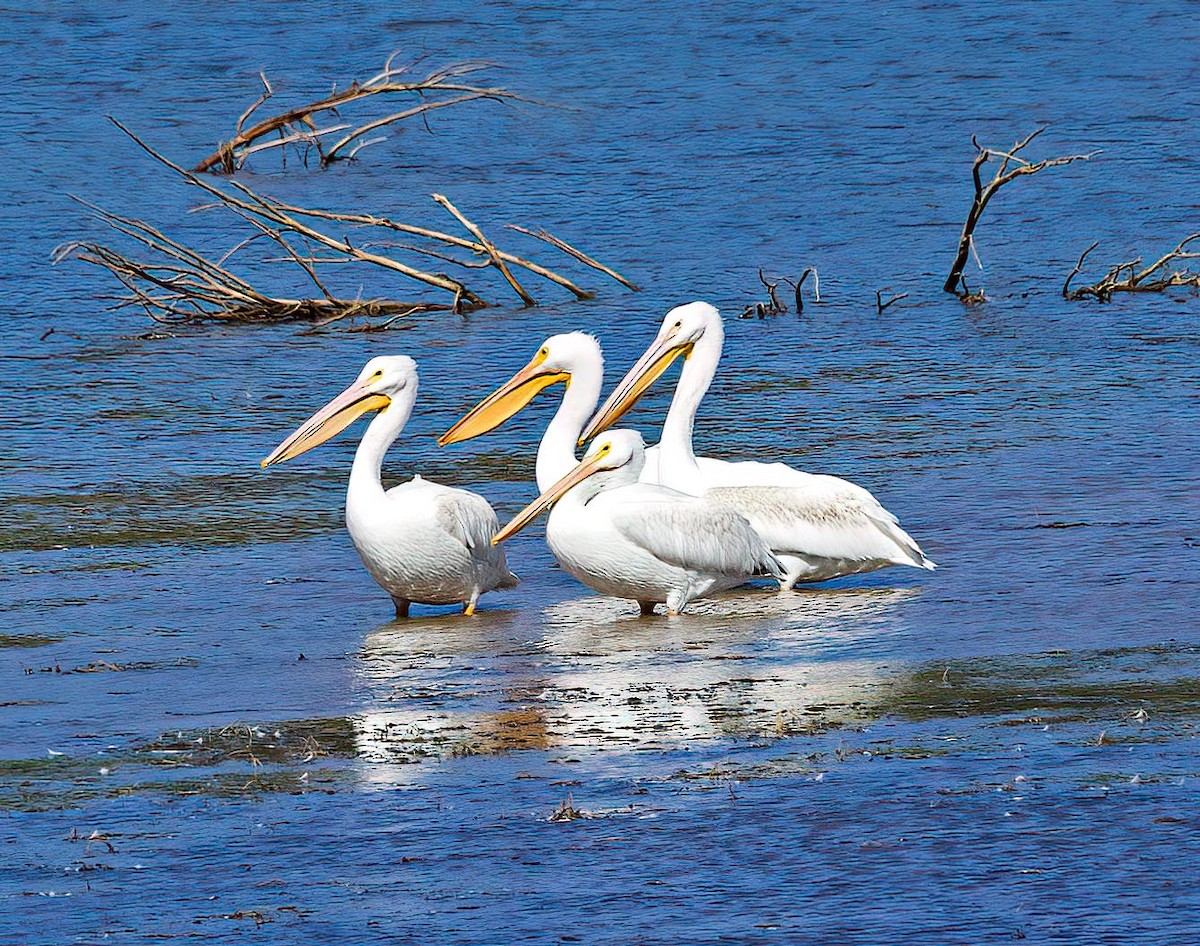 American White Pelican - ML643139259