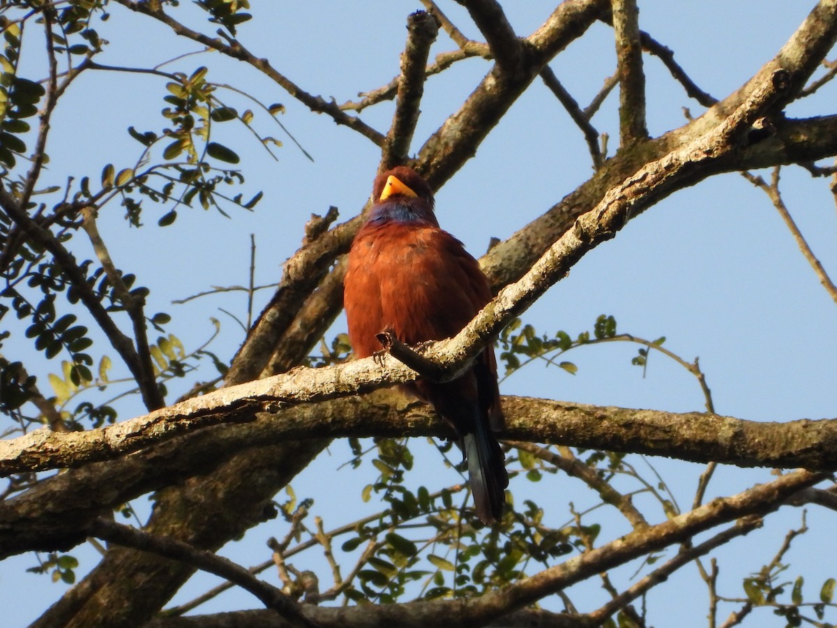 Carraca Gorjiazul - ML643139272