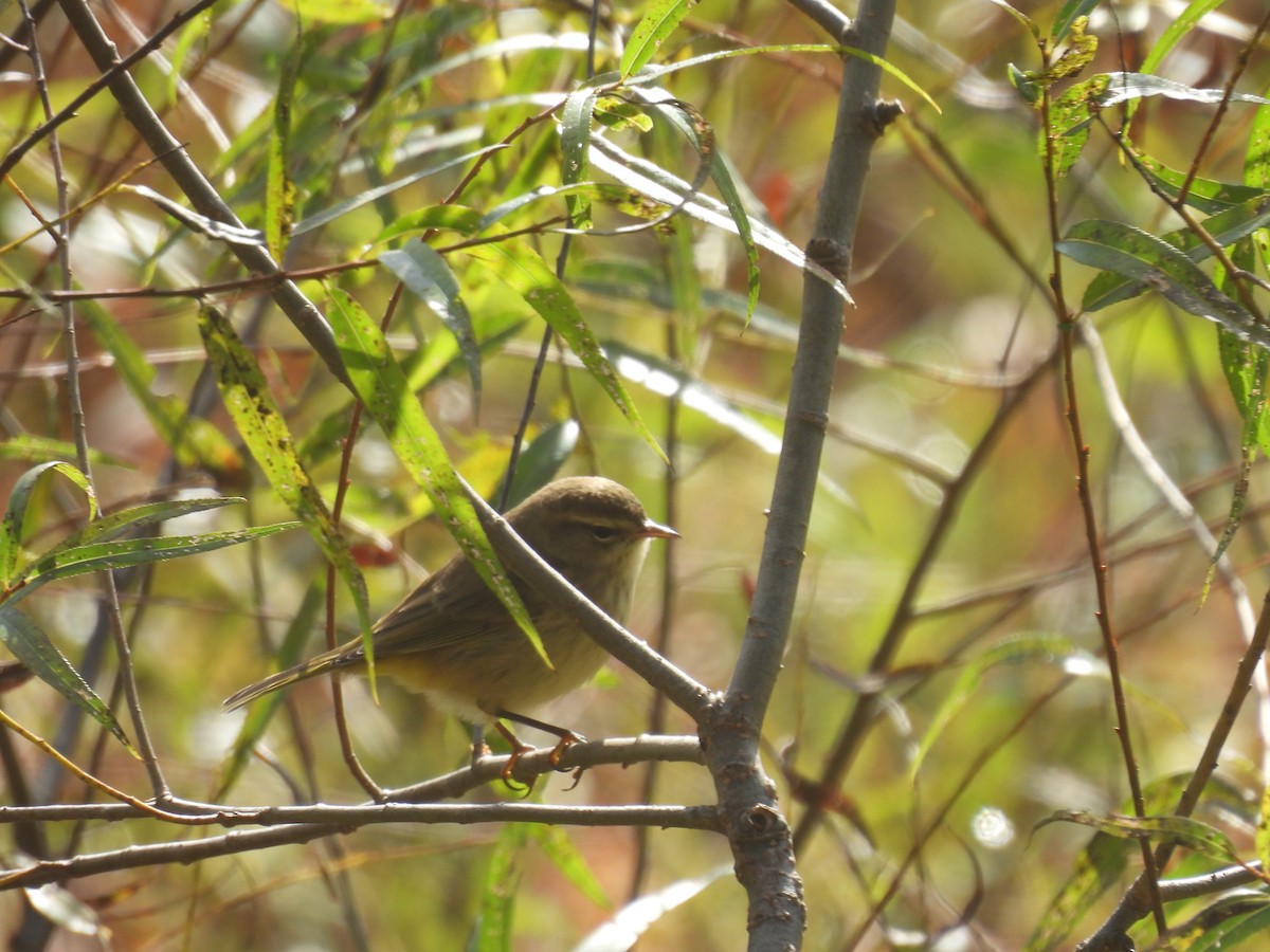 Palm Warbler - ML643139282