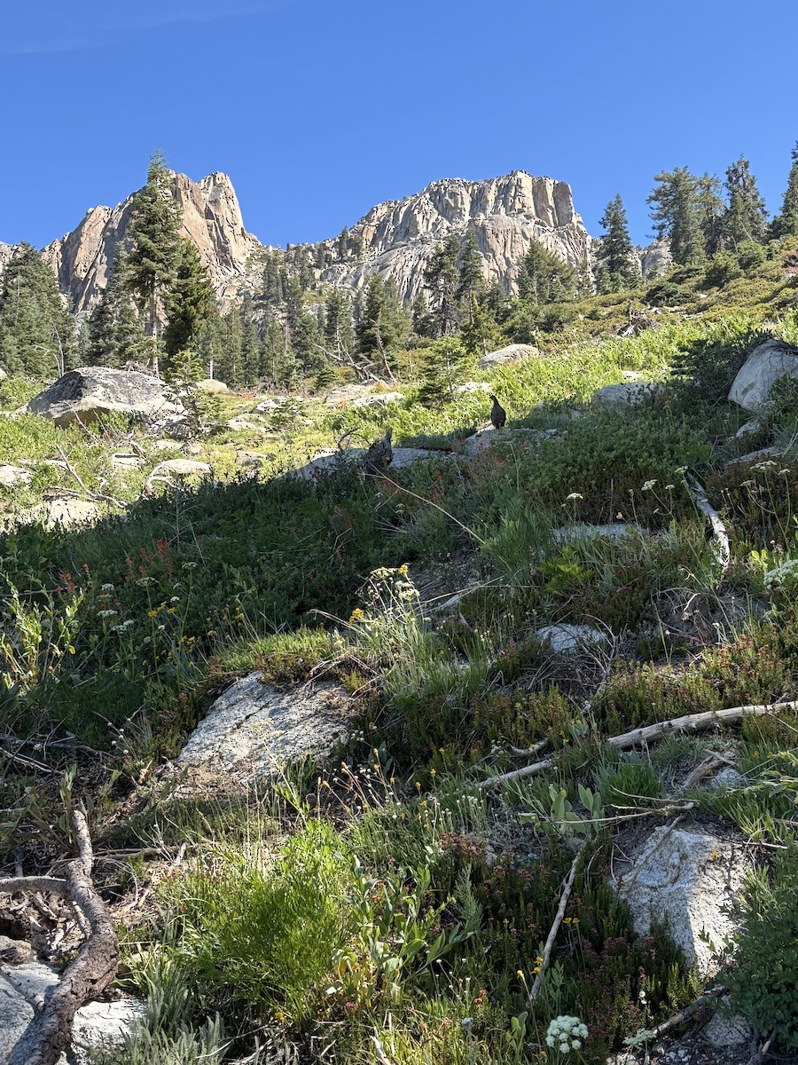 Sooty Grouse - ML643139284