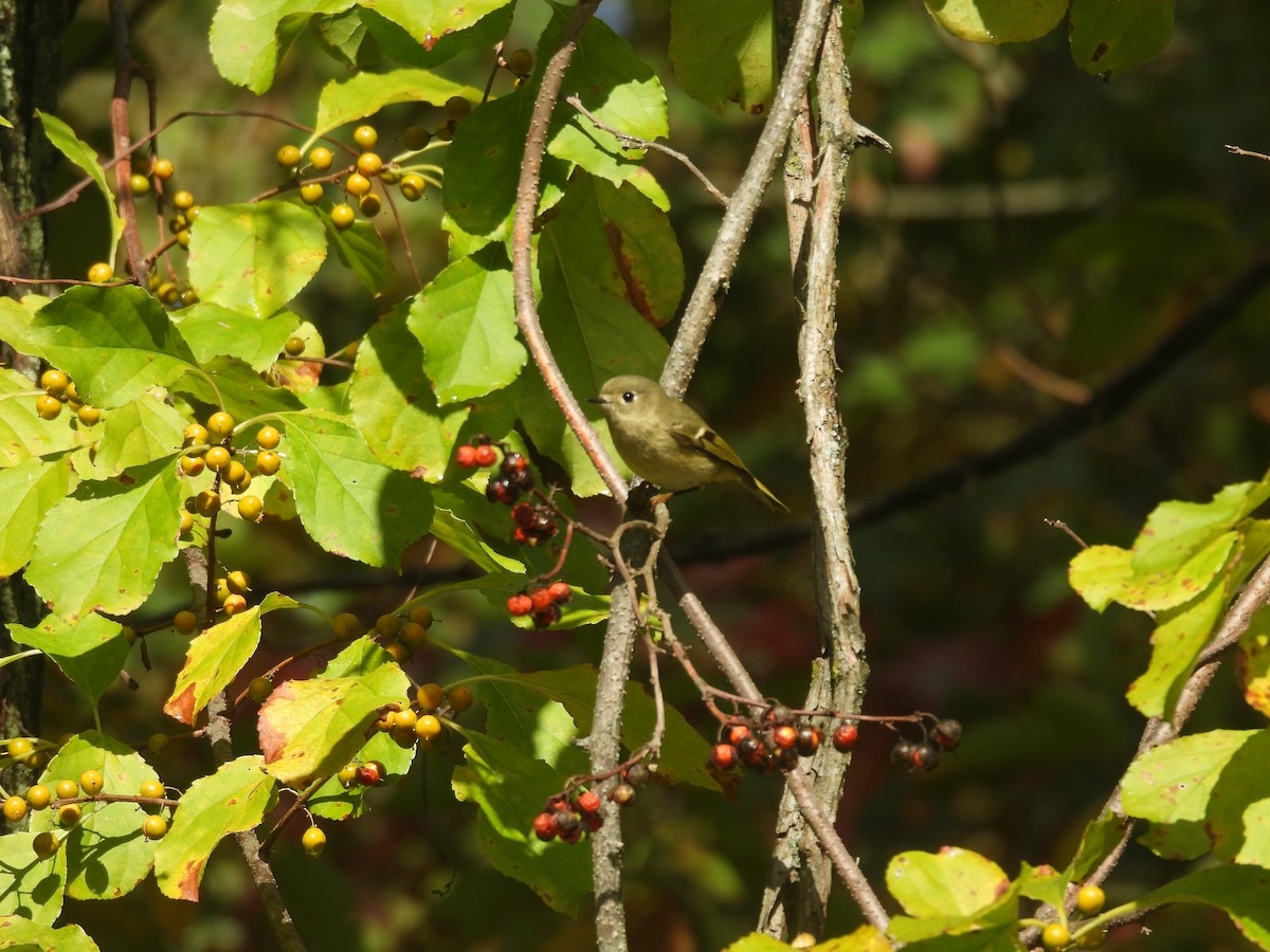 Ruby-crowned Kinglet - ML643139285