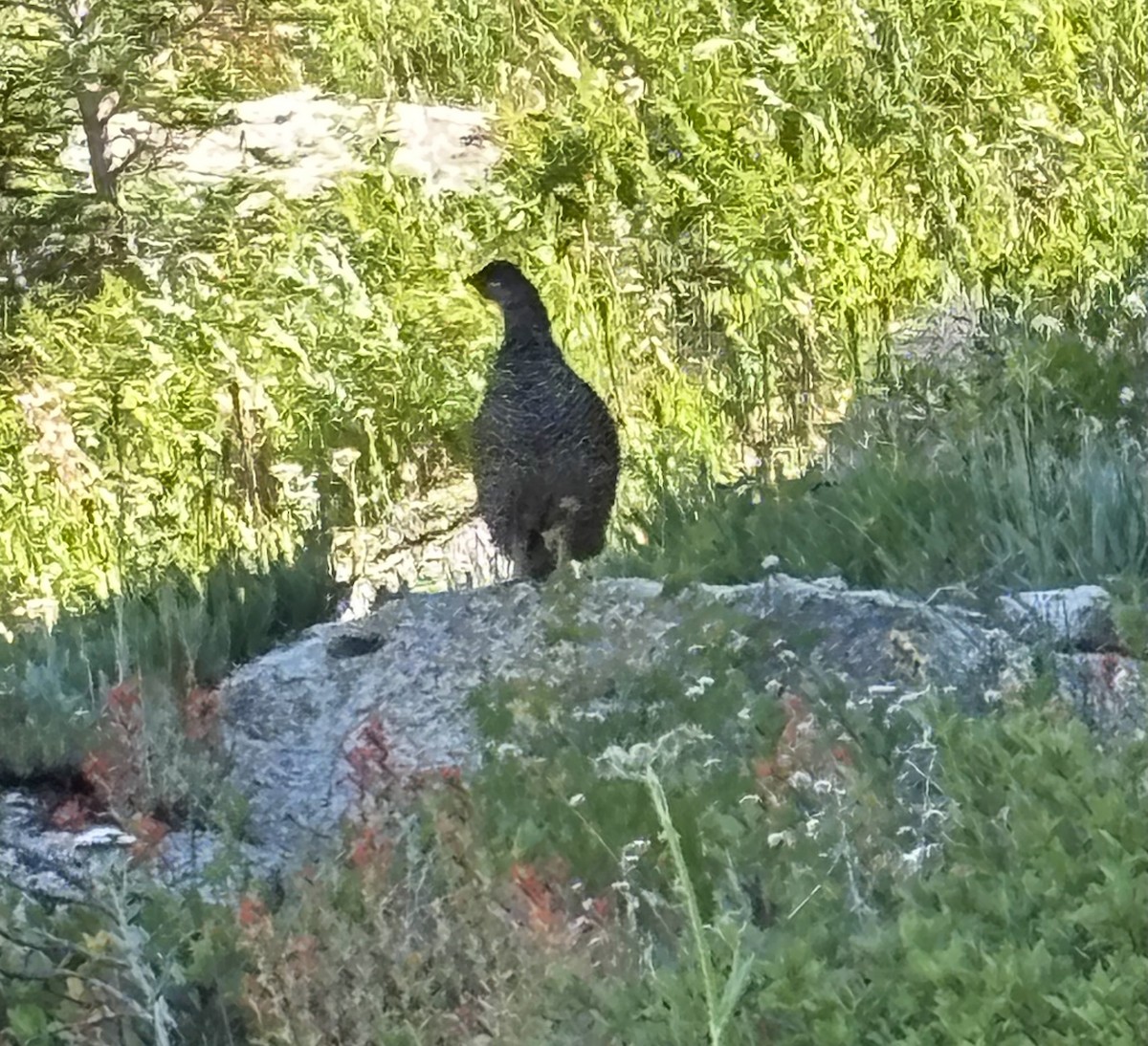 Sooty Grouse - ML643139291