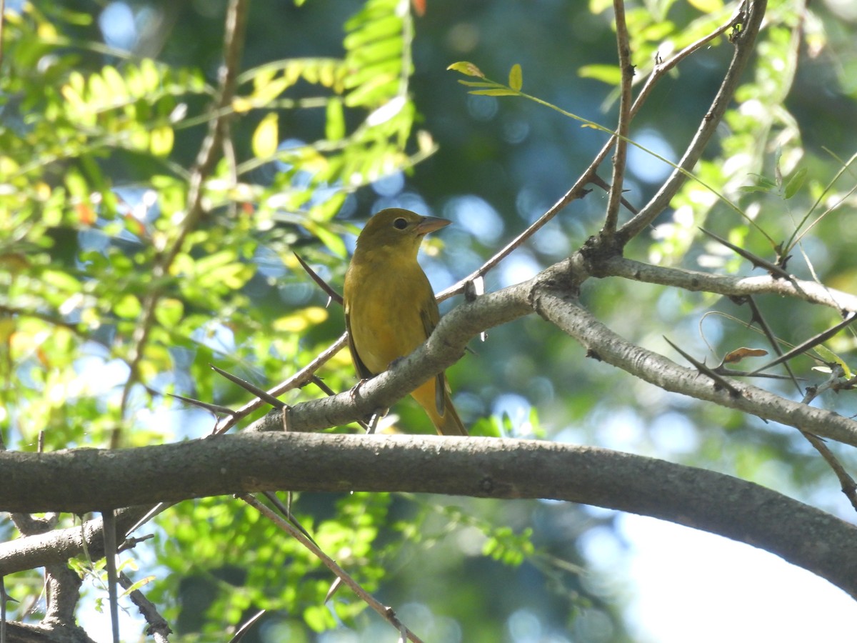 Summer Tanager - ML643139292