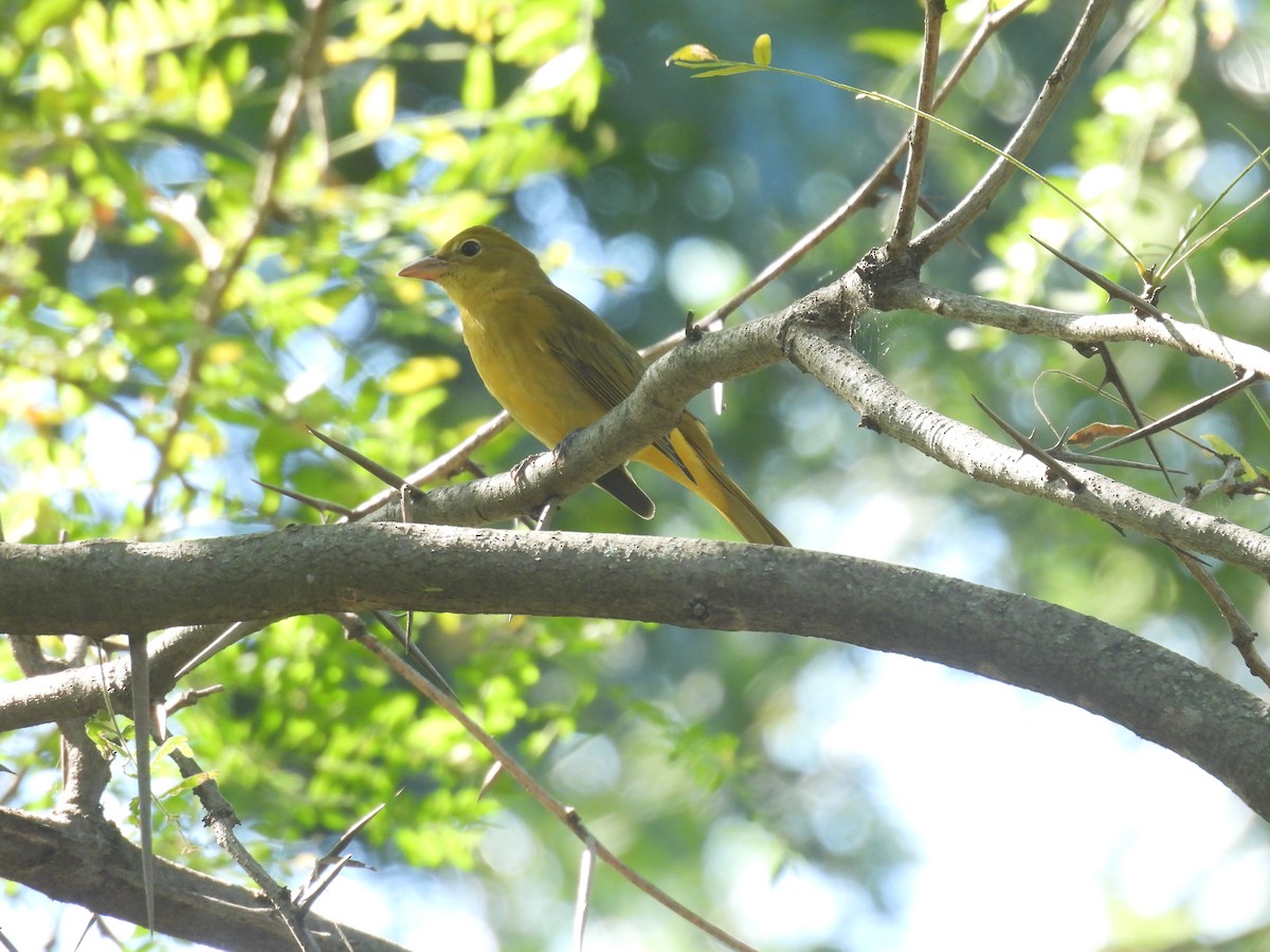 Summer Tanager - ML643139293