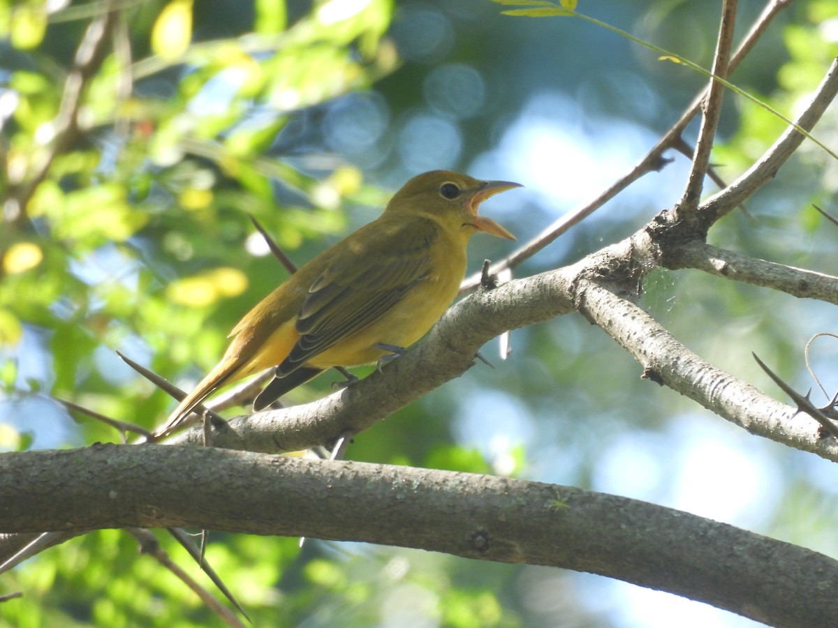 Summer Tanager - ML643139296
