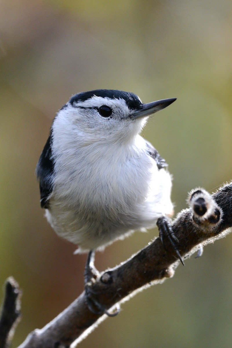 White-breasted Nuthatch - ML643139310
