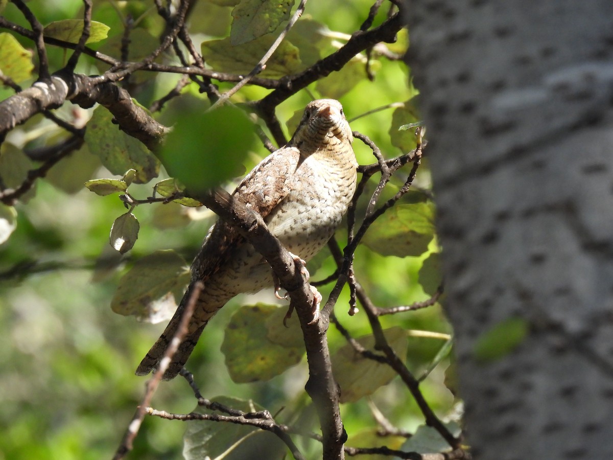 Eurasian Wryneck - ML643139329