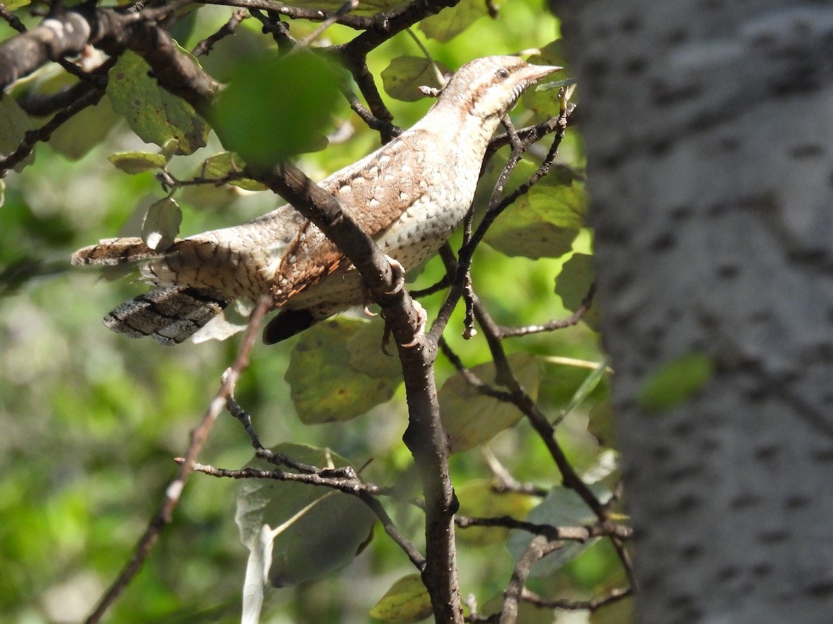 Eurasian Wryneck - ML643139337