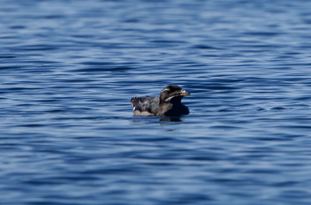 Rhinoceros Auklet - ML643139341