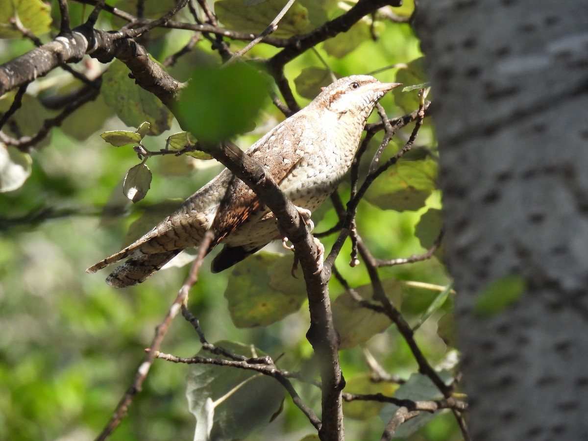 Eurasian Wryneck - ML643139343