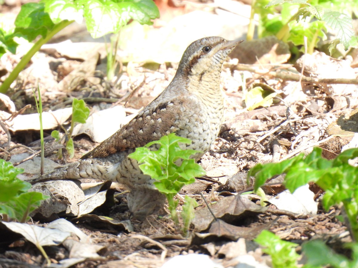 Eurasian Wryneck - ML643139353