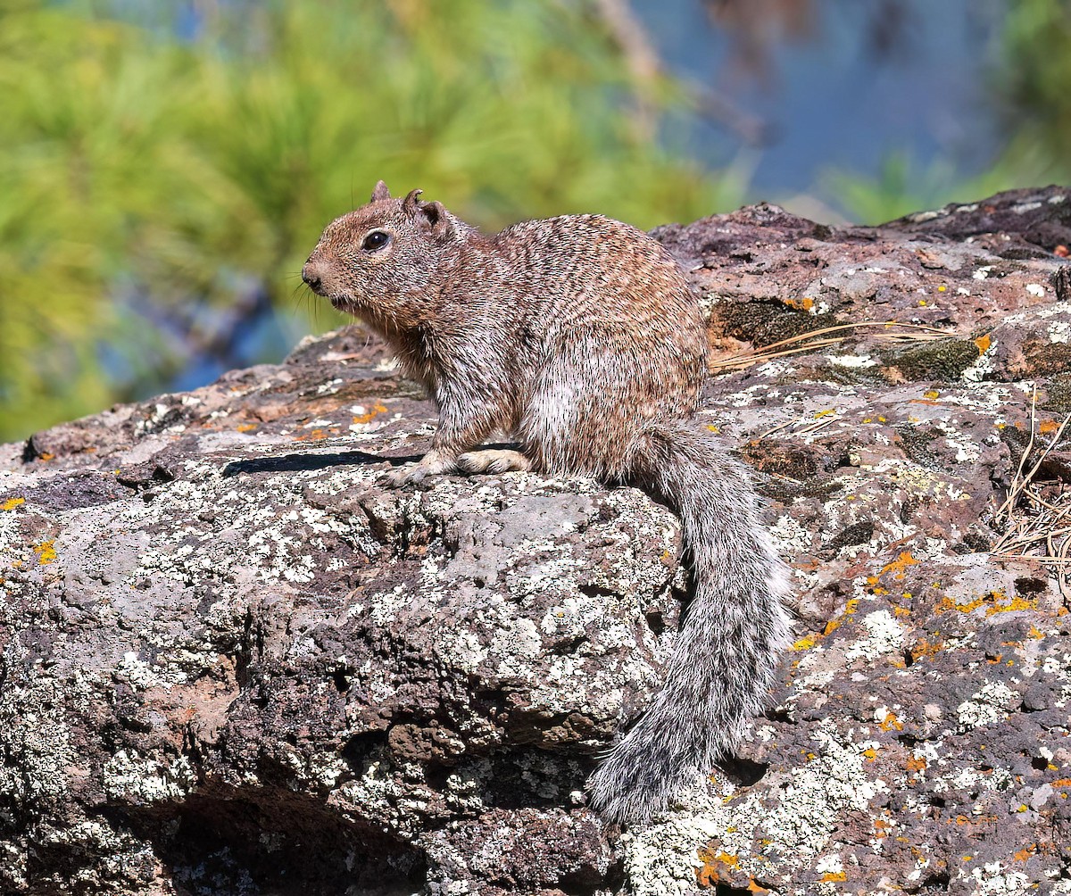 Rock Squirrel - ML643139354