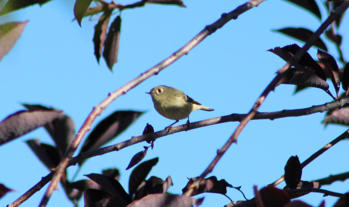 Ruby-crowned Kinglet - ML643139387