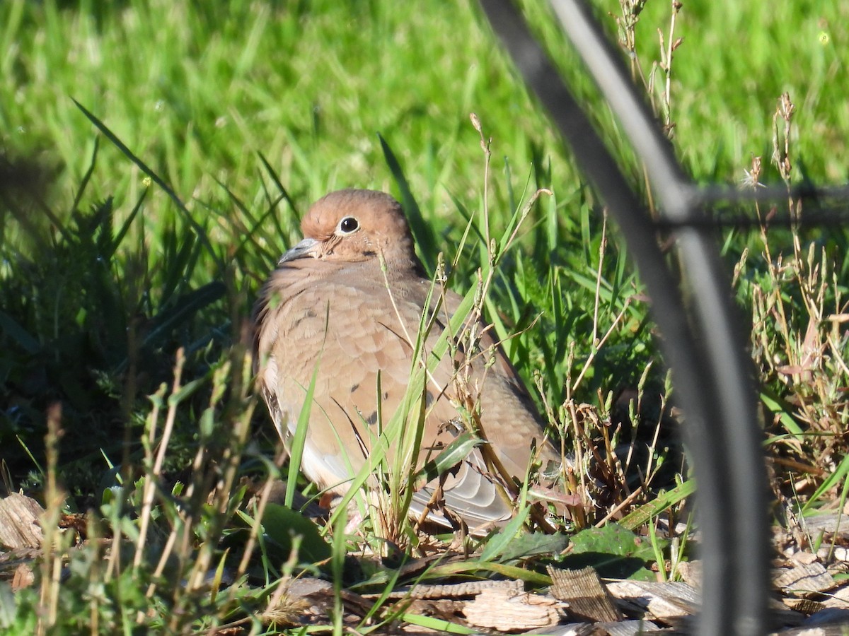 Mourning Dove - ML643139412