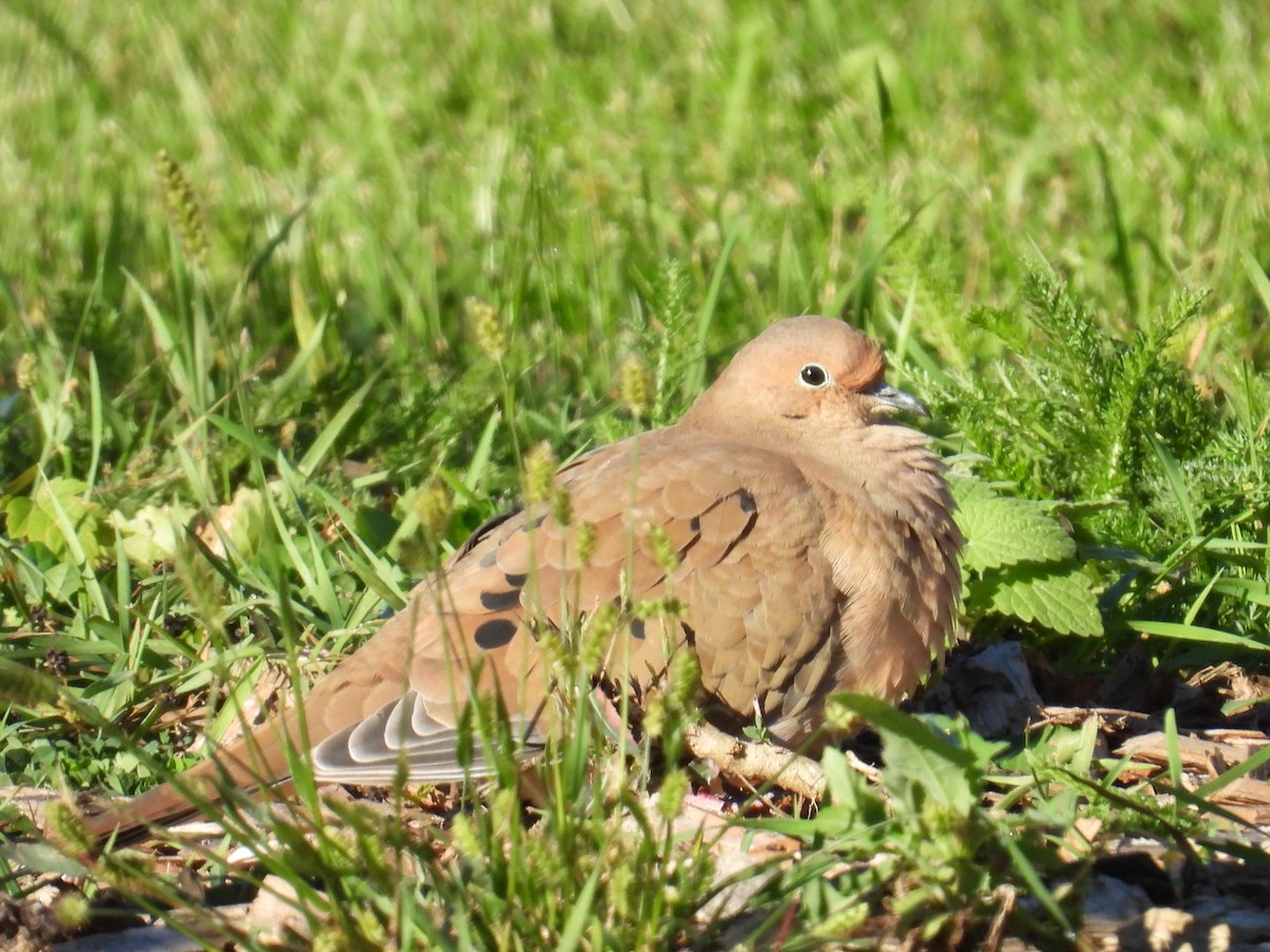 Mourning Dove - ML643139413