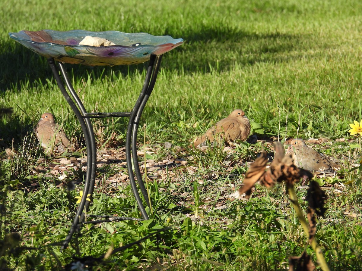 Mourning Dove - ML643139414