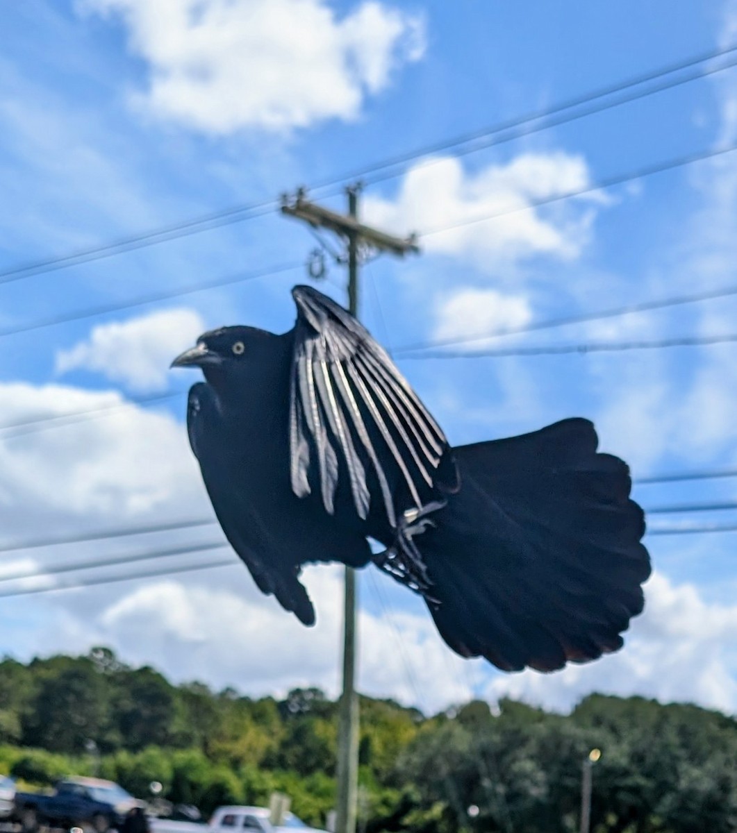 Boat-tailed Grackle - ML643139428