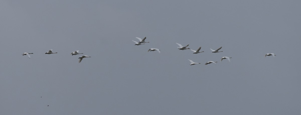 Whooper Swan - ML643139431