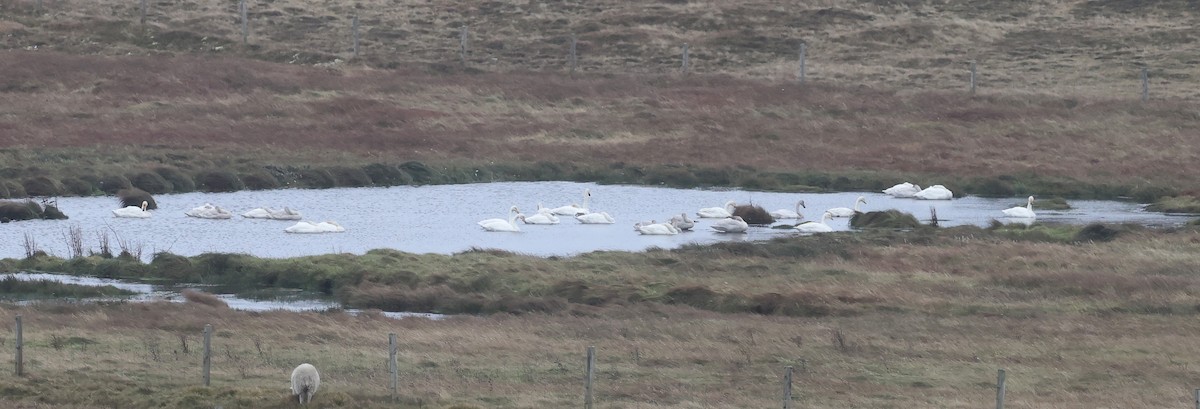 Whooper Swan - ML643139432