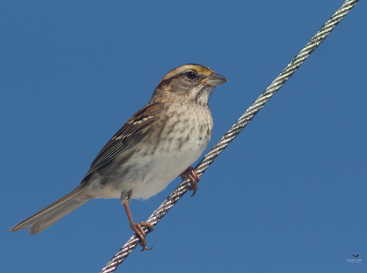 White-throated Sparrow - ML643139440