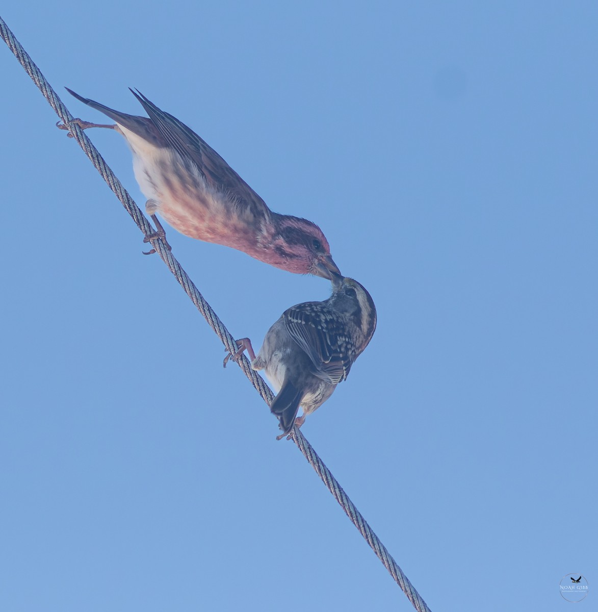 White-throated Sparrow - ML643139441