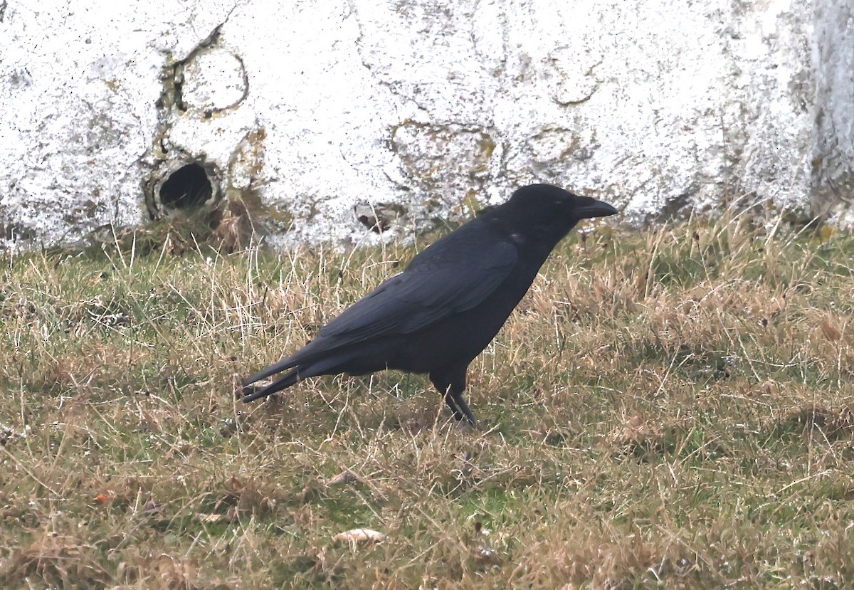 Common Raven - ML643139449