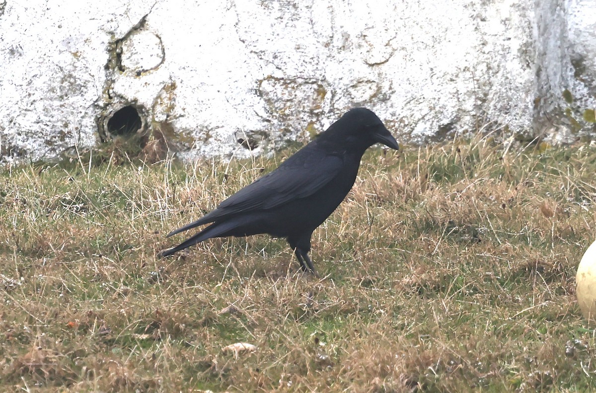 Common Raven - ML643139450