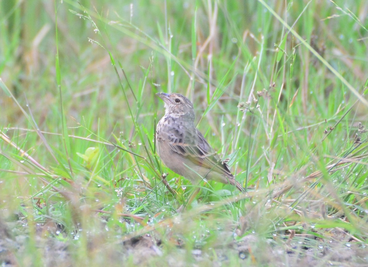 Bengal Bushlark - ML643139457