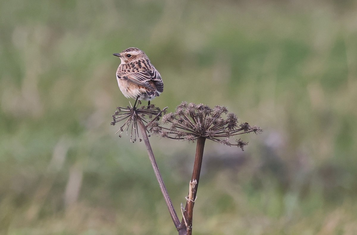 Whinchat - ML643139459