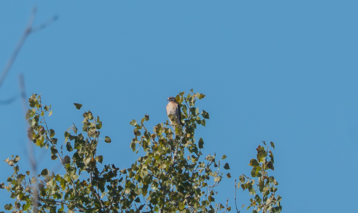 Poiana codarossa - ML643139460