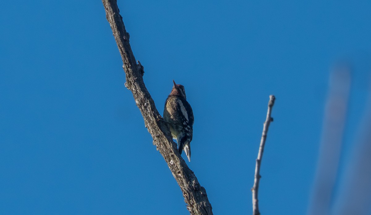 Yellow-bellied Sapsucker - ML643139466