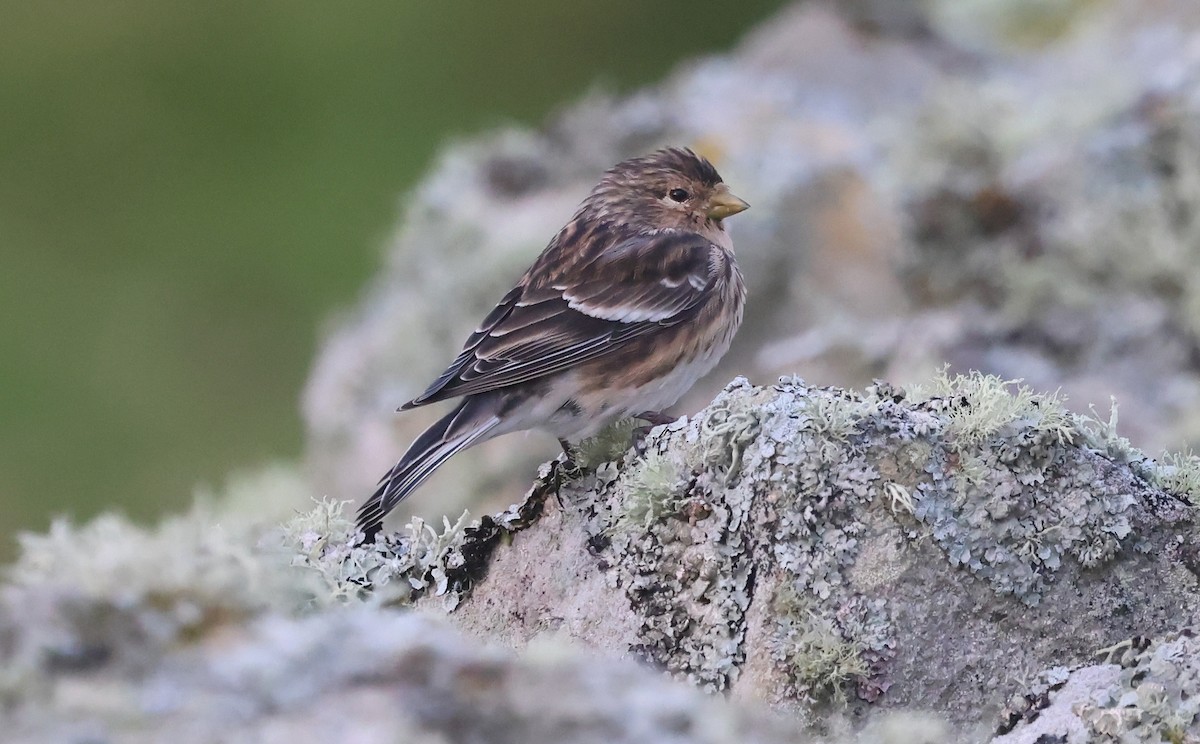 Twite - ML643139470
