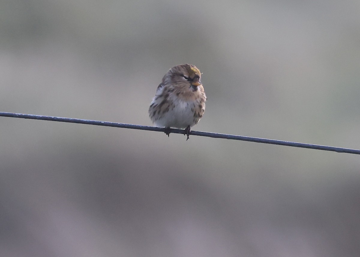 Redpoll (Lesser) - ML643139479