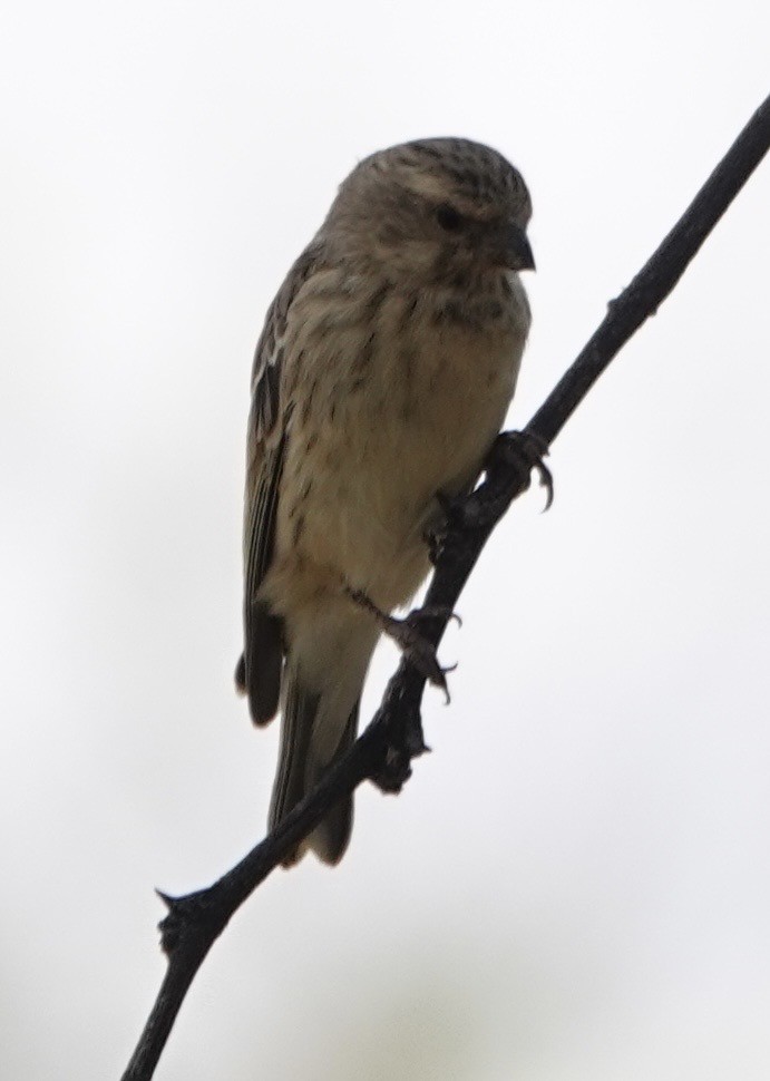 Black-throated Canary - ML643139480