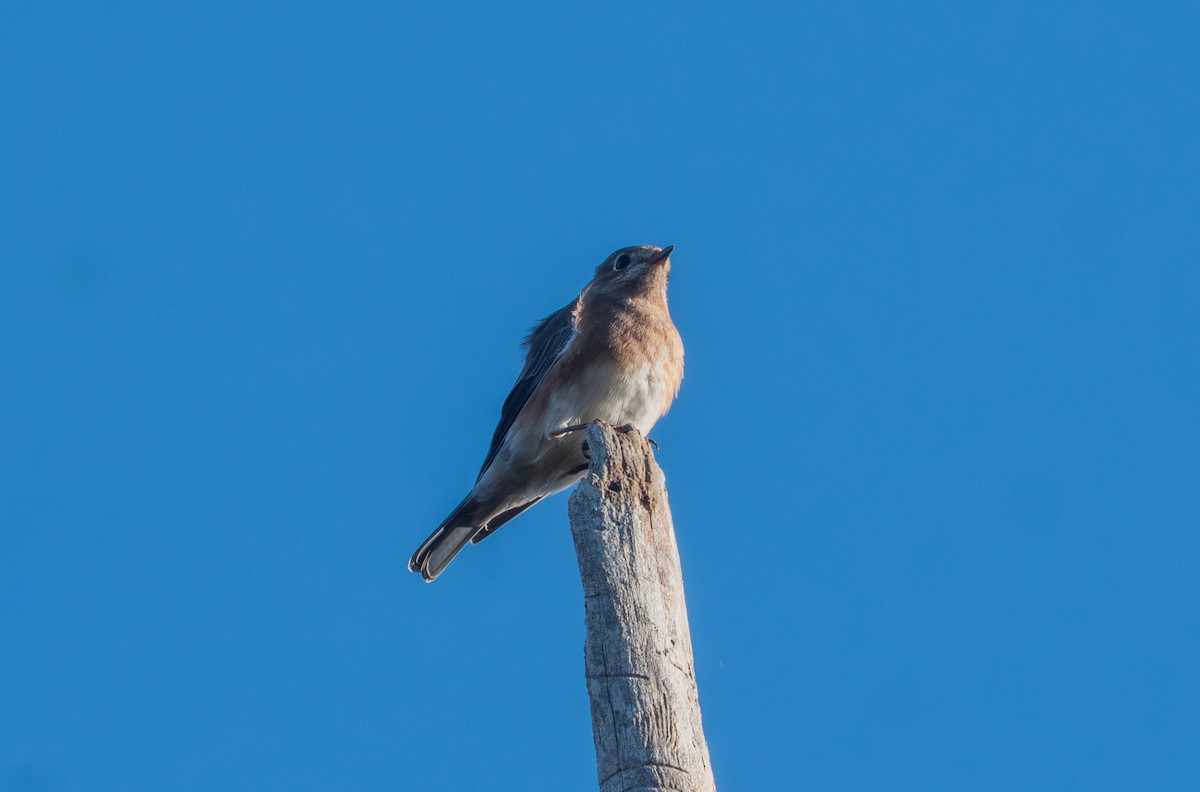 Eastern Bluebird - ML643139487
