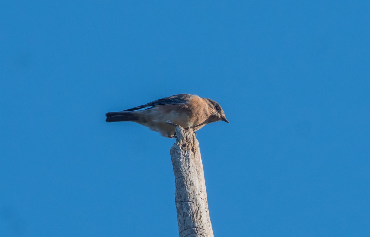 Eastern Bluebird - ML643139488