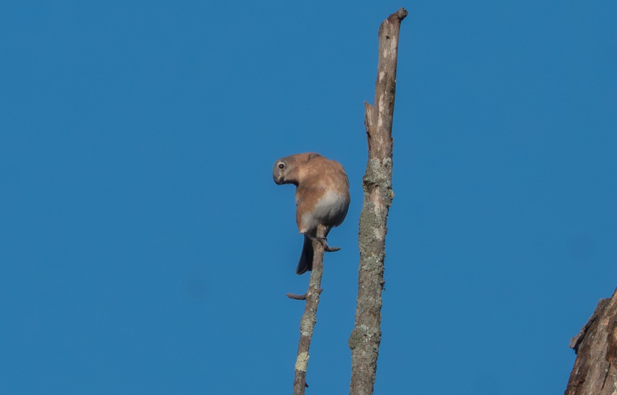 Eastern Bluebird - ML643139489