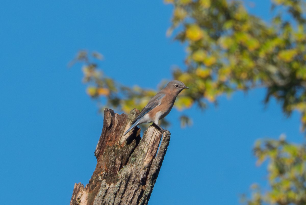 Eastern Bluebird - ML643139490