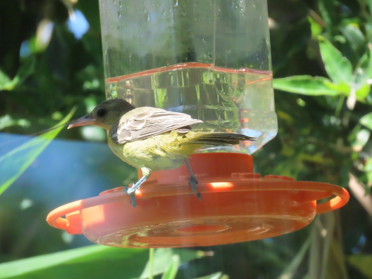 Oriole masqué - ML643139491