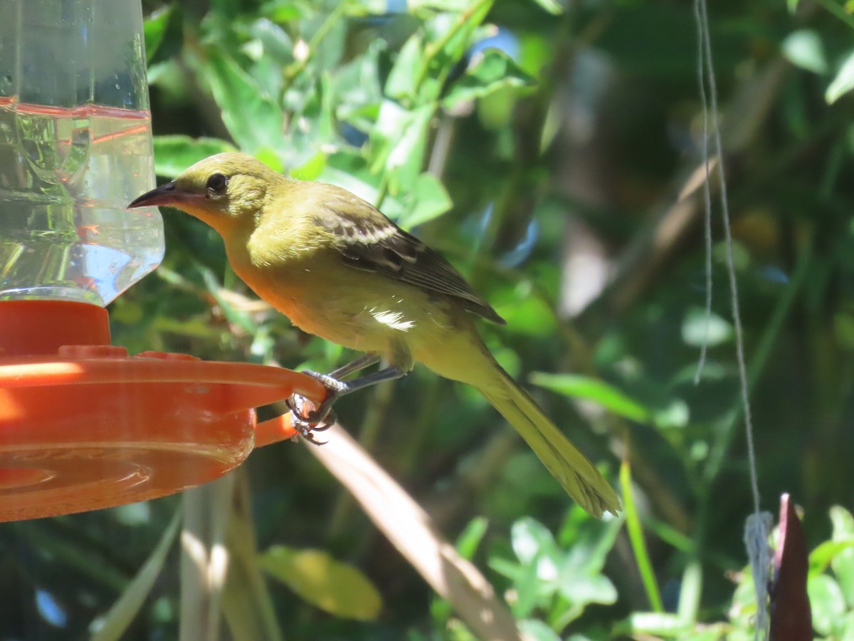 Oriole masqué - ML643139492