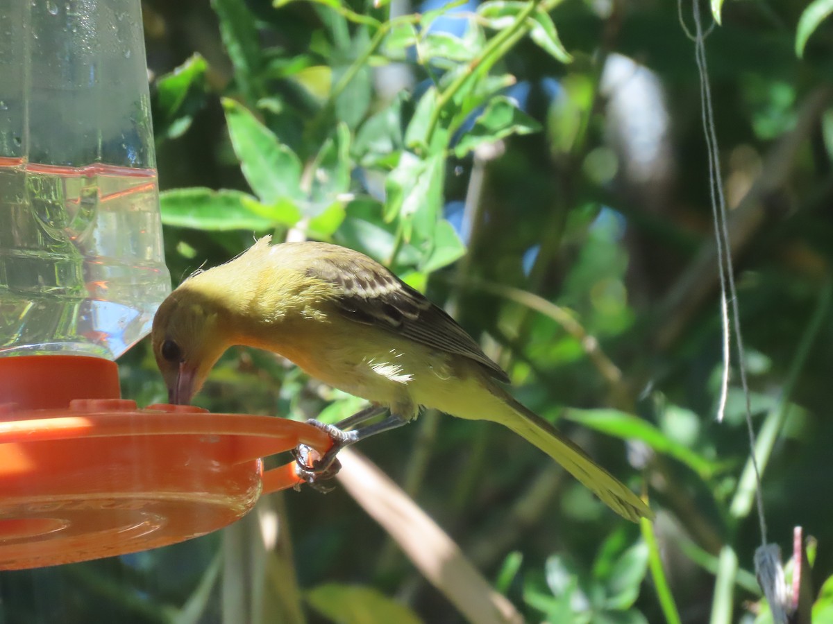 Oriole masqué - ML643139493