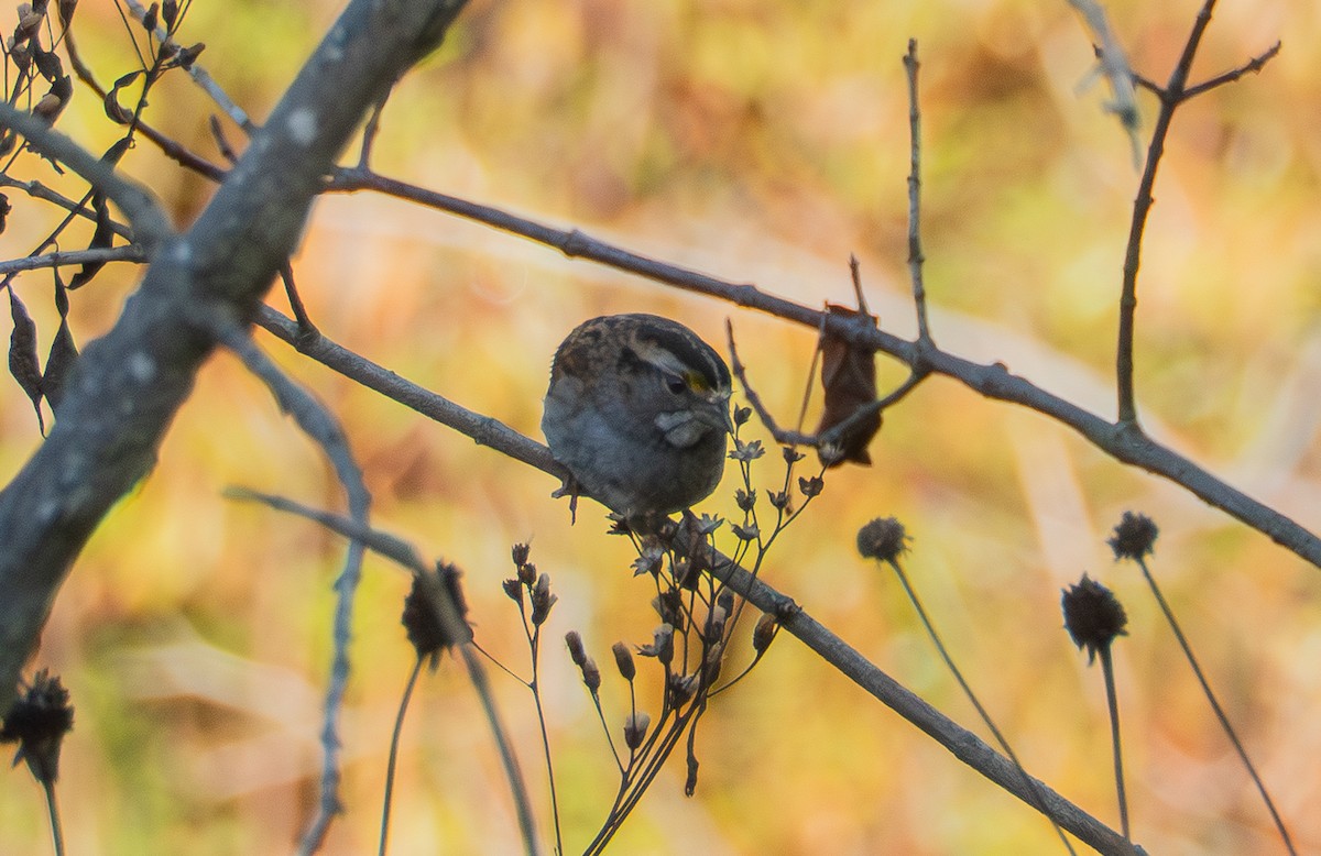 White-throated Sparrow - ML643139501