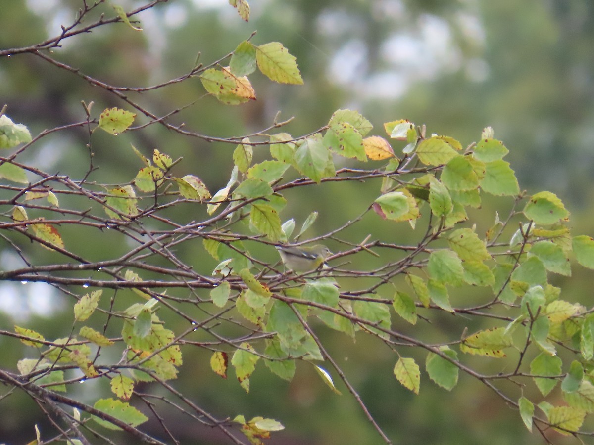 Northern Parula - ML643139505